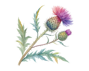 watercolor Thistle branch vector illustration isolated on white background