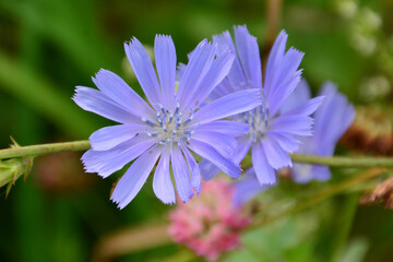 Two Chicory Flowers in Bloom isolated macro
