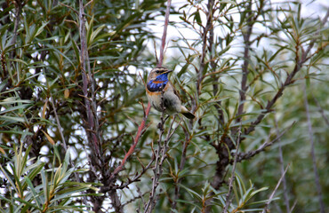 Bluethroat Bird Perched in a Bush luscinia svecica