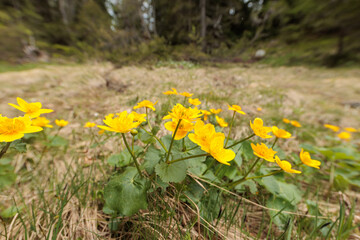 vista dettagliata e ravvicinata di alcune piccole piante basse con fiori gialli, in un ambiente naturale di montagna, di giorno, a inizio primavera