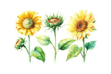 Fototapeta premium set of watercolor Sunflower Branch vector illustration isolated on white background