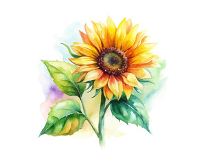watercolor Sunflower Branch vector illustration isolated on white background