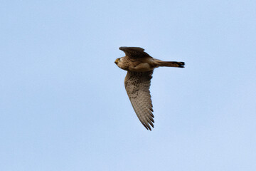 Faucon crécerellette,Falco naumanni, Lesser Kestrel