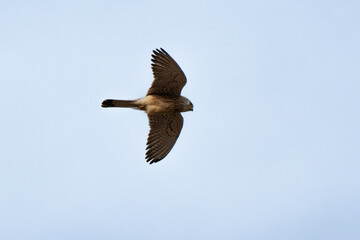 Faucon crécerellette,Falco naumanni, Lesser Kestrel