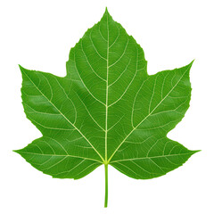 Detailed Green Maple Leaf Isolated on White Background for Nature Themes, isolated on transparent background.