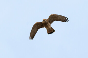 Faucon crécerellette,Falco naumanni, Lesser Kestrel