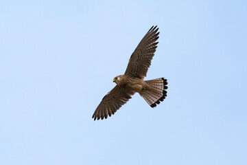 Faucon crécerellette,Falco naumanni, Lesser Kestrel