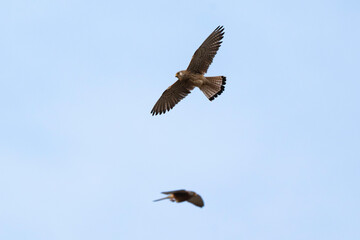 Faucon crécerellette,
Falco naumanni, Lesser Kestrel