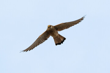 Faucon crécerellette,
Falco naumanni, Lesser Kestrel