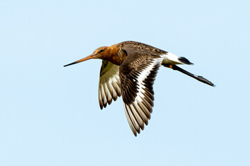 Barge à queue noire,Limosa limosa, Black tailed Godwit