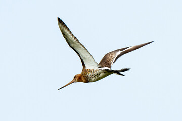 Barge à queue noire,Limosa limosa, Black tailed Godwit