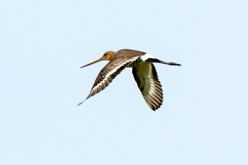 Barge à queue noire,Limosa limosa, Black tailed Godwit