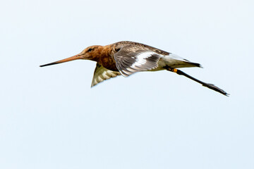 Barge à queue noire,Limosa limosa, Black tailed Godwit