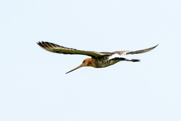Barge à queue noire,Limosa limosa, Black tailed Godwit