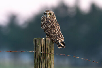 Hibou des marais, Hibou brachyote, Asio flammeus, Short eared Owl, region Pays de Loire; marais Breton; 85, Vendée, Loire Atlantique, France