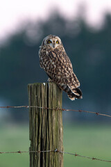 Hibou des marais, Hibou brachyote, Asio flammeus, Short eared Owl, region Pays de Loire; marais...