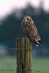 Hibou des marais, Hibou brachyote, Asio flammeus, Short eared Owl, region Pays de Loire; marais...