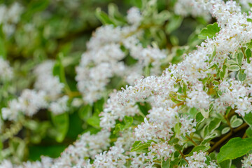 斑入り葉に映えるトウネズミモチの白い小花