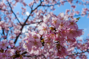満開の河津桜と青空の春景色