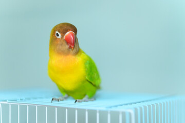 ボタンインコ