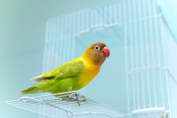 ボタンインコ