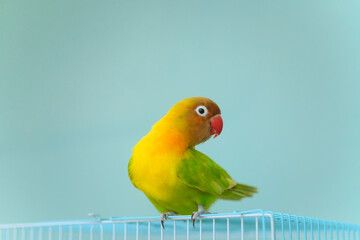 ボタンインコ