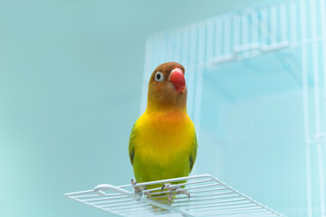 ボタンインコ