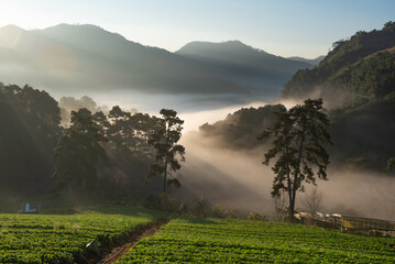 Serene Misty Morning of Green Fields Strawberry Plantation in Mountain Valley Landscape
