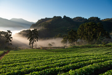 Serene Morning at Lush Fields of strawberry plantation and MountainsFarm Landscape
