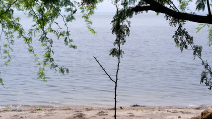 thorny tree stands along the seashore against a blue background.