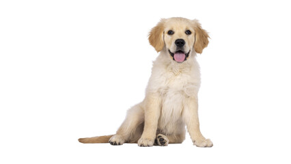 Golden retriever portrait isolated on soft background, golden retriever puppy sitting against white...