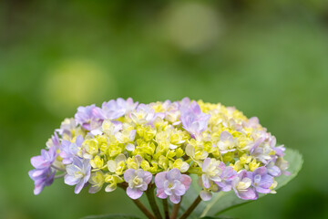 初夏に咲く淡い紫と黄色の紫陽花の花