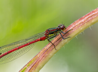 Libelle