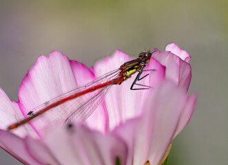 Libelle