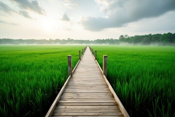 Wooden Path Through Bright Summer Green Rice Field