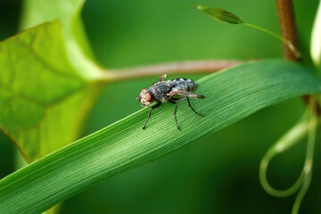 Fliege (Pollenia sp. Weibchen) mit Missbildung oder Schlupffehler an den Flügeln, auf einem...