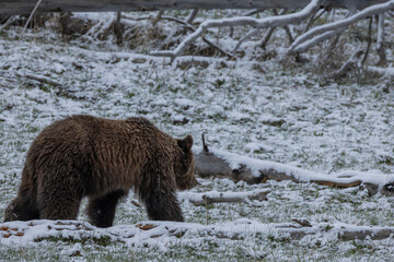 Grizzly Bear in Spring Snow in Yellowstone National Park Wyoming