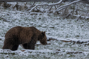 Grizzly Bear in Spring Snow in Yellowstone National Park Wyoming
