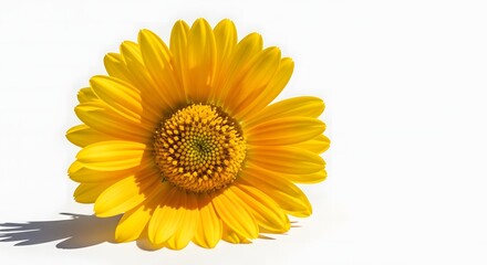 Obraz premium Radiant Yellow Daisy Flower Blossom on White Background, Close Up View of Vibrant Daisy Petals and Textured Center
