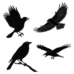 Fototapeta premium Four Black Bird Silhouettes Flying and Perched birds