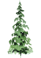 Hand drawn watercolor green spruce or pine tree, isolated illustration for winter wedding