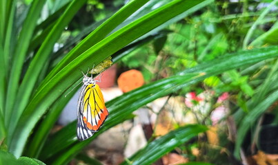 Yellow butterfly on Pandanus tree. The butterfly that has just emerged from pupa will fold its...