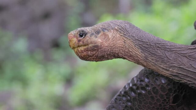 Close up of an endemic Gal&aacute;pagos giant tortoise in the wild on the Gal&aacute;pagos Islands in Ecuador (Chelonoidis niger)