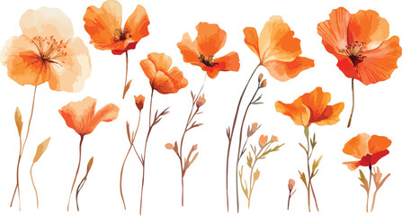 Watercolor Orange Poppy Flower Collection with Stems and Buds on a White Background