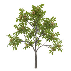 Obraz premium A healthy walnut tree with green leaves and developing nuts isolated on transparent background