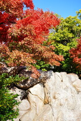 秋の庭園で鮮やかな赤い紅葉のモミジと白い石の美しい日本庭園
