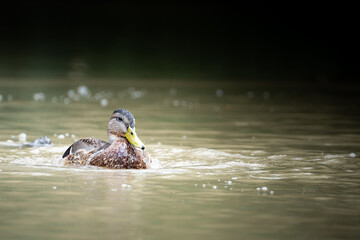 Female mallard duck in a park pond. A wild duck with brown speckled plumage, Anas platyrhynchos. Common in wetlands, lakes, rivers, and urban parks, this dabbling duck is part of the Anatidae family.