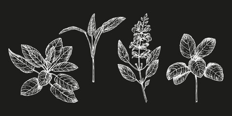 Collection of sage herb sketch drawings. Engraved plant illustration. Culinary herbs, wellness, natural cosmetics, garden decor. Hand drawn floral vector clipart, isolated © Liia Lonn