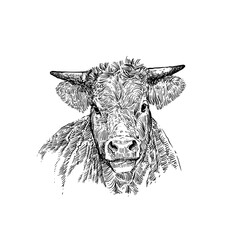 portrait of a cow with line art drawing 