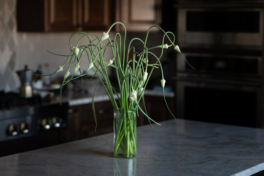 Garlic flowers in kitchen 